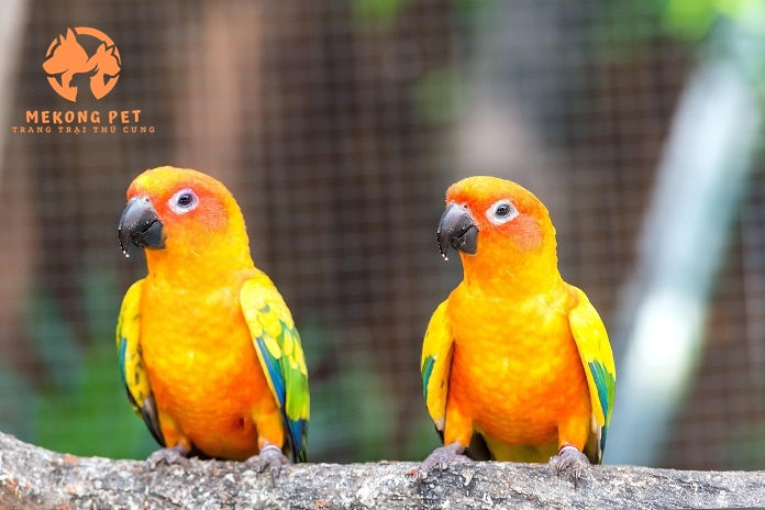 Mua Bán Vẹt Sun Conure Uy Tín Tại TP.HCM